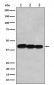 BCLG Antibody